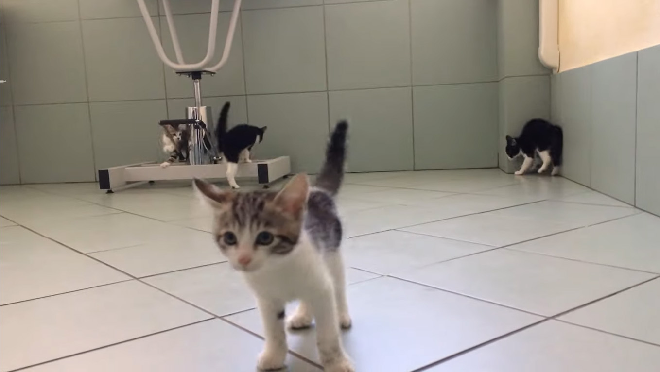 vidéo chatons qui jouent dans une clinique vétérinaire