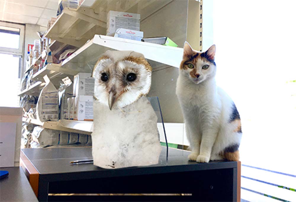 Etoile la chouette et mascotte dans la clinique vétérinaire