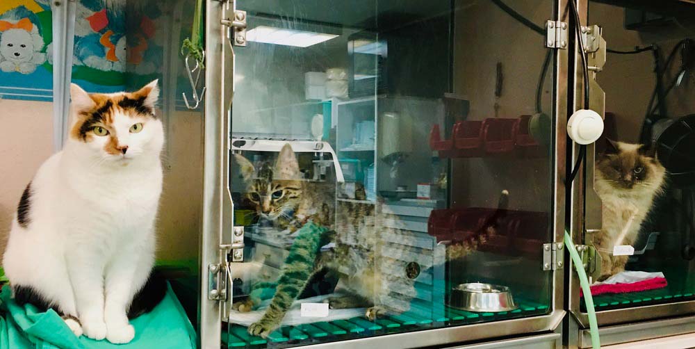Mascotte tient compagnie aux chats avant l'opération