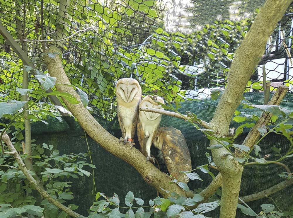 La chouette Etoile avec d'autres chouettes