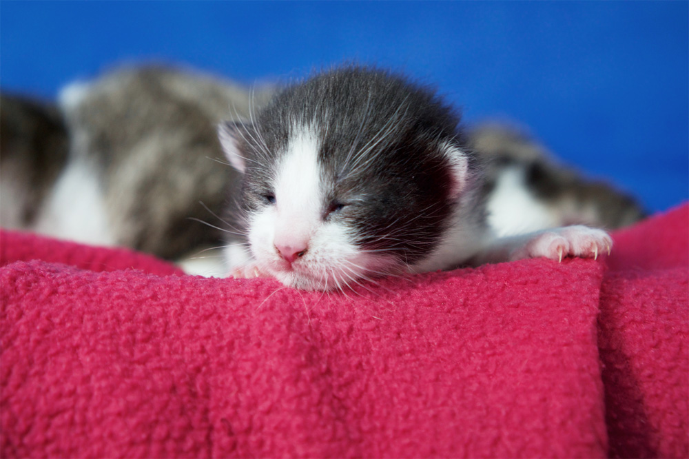 Des chatons dorment sur une couverture