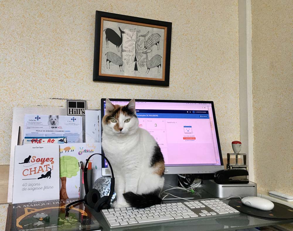 Mascotte est assis sur un bureau et fait du télétravail