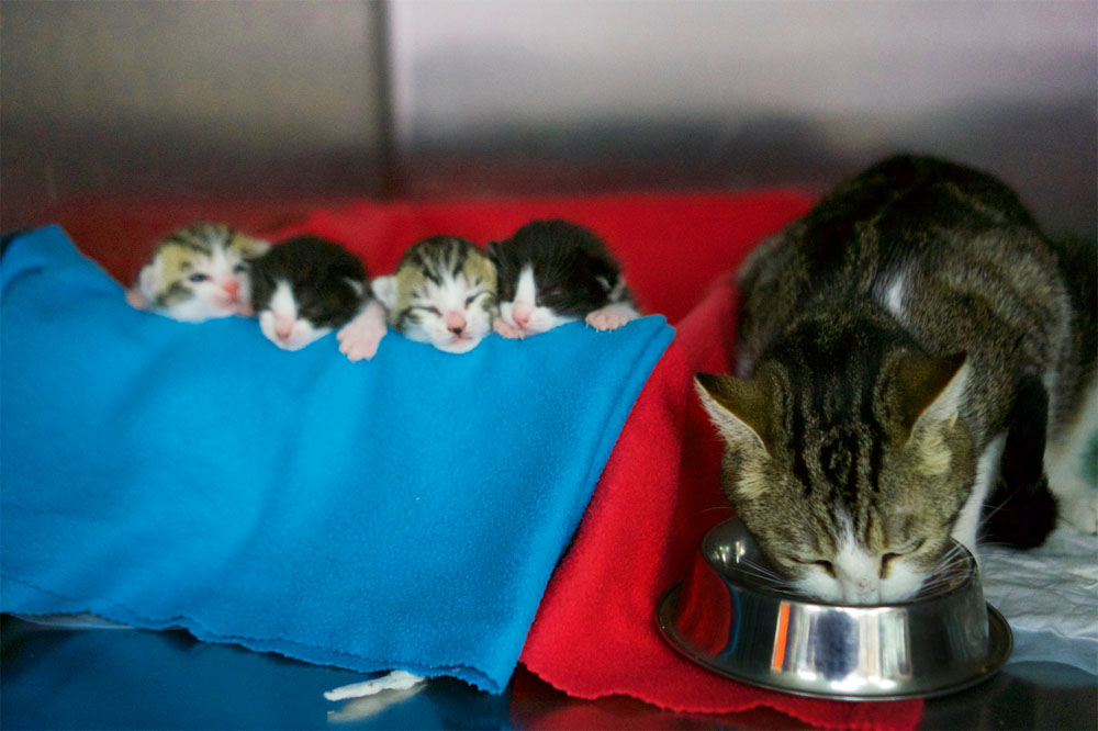 Une chatte mange dans une gamelle et ses 4 petits dorment