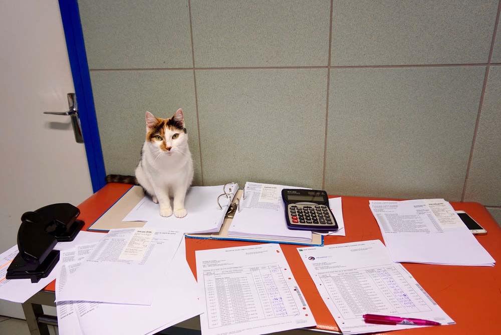 Mascotte est assis sur des documents comptables dans une clinique vétérinaire