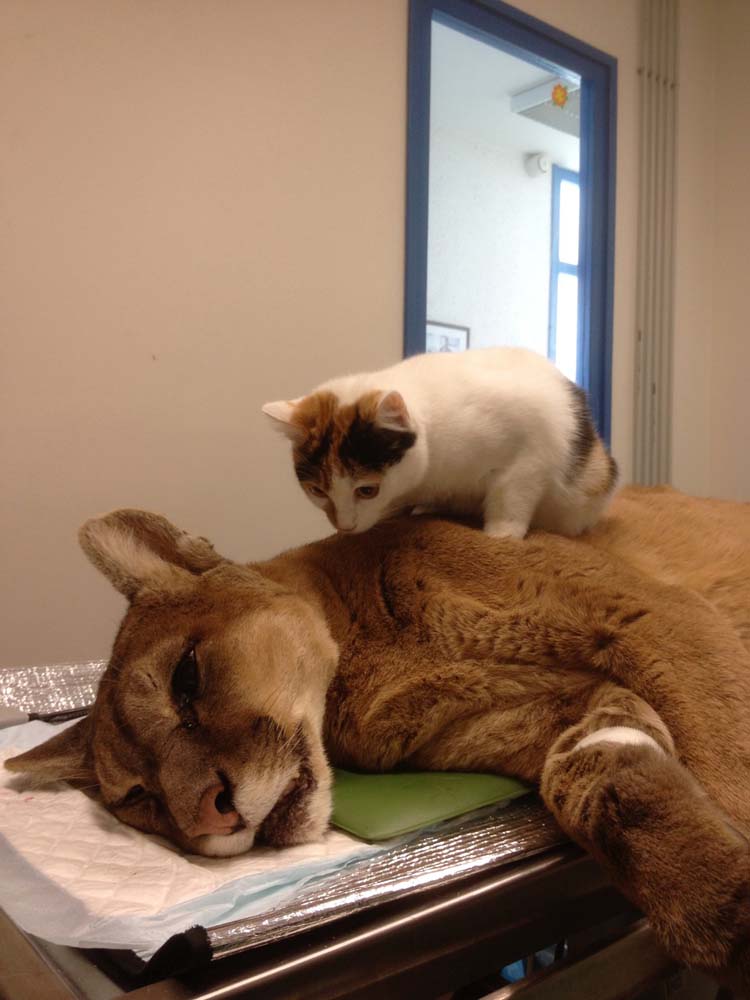 Mascotte réconforte un puma