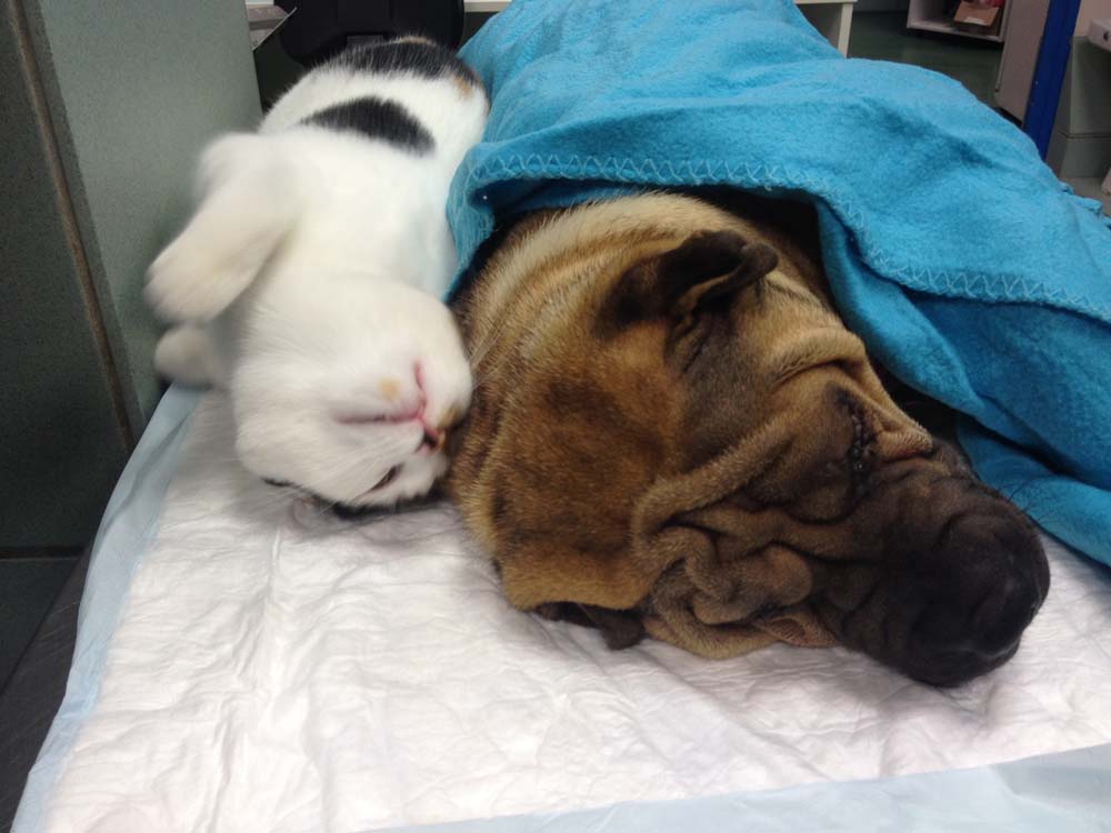 Mascotte réconforte un Shar-Peï