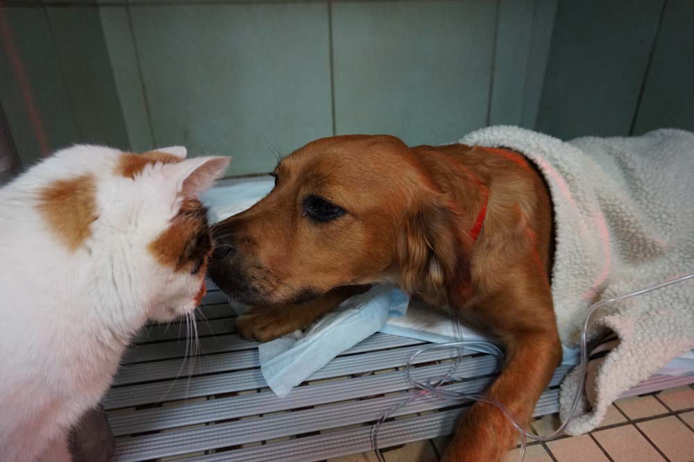 Mascotte réconforte un chien