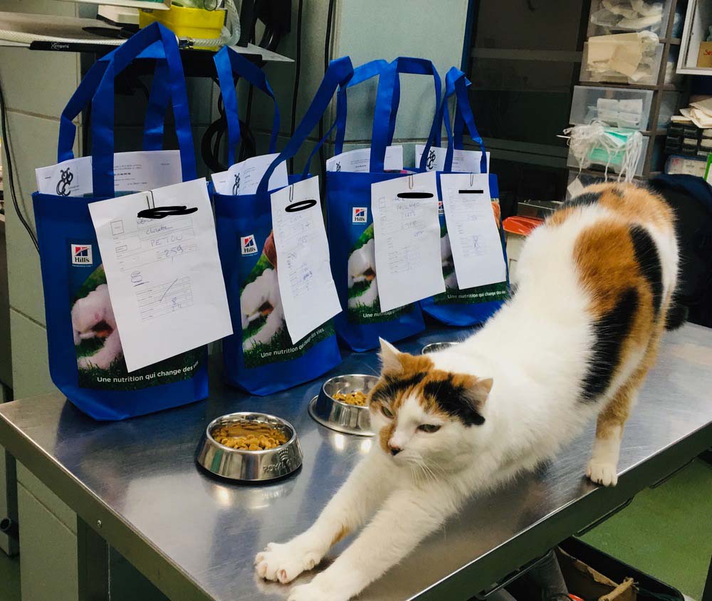 Les repas sont prêts pour les chats opérés