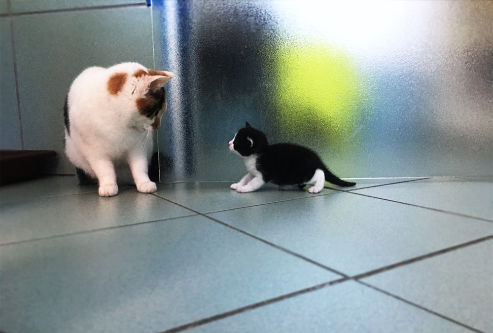 Rencontre entre deux chats dans une clinique vétérinaire