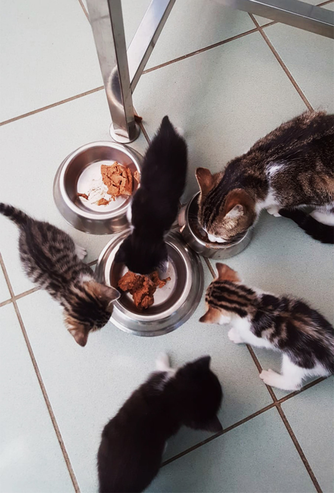 repas de famille entre chatons