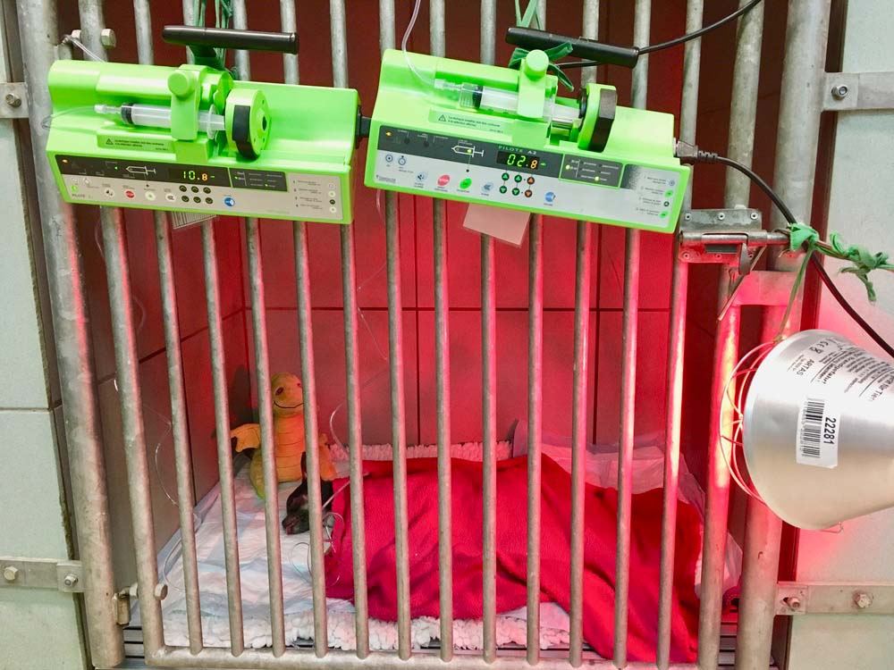 Un chien dort sous de la lumière infrarouge