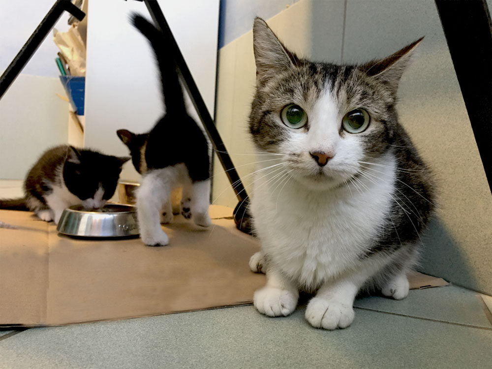 Chat regardan la caméra et deux chats mangent dans une gamelle