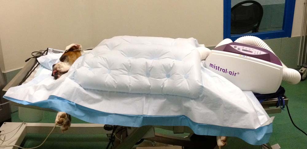 Un chien boxer se réveille sous une couverture d'air chaud pulsé