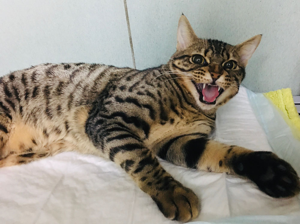 Un chat sauvage dans une clinique vétérinaire