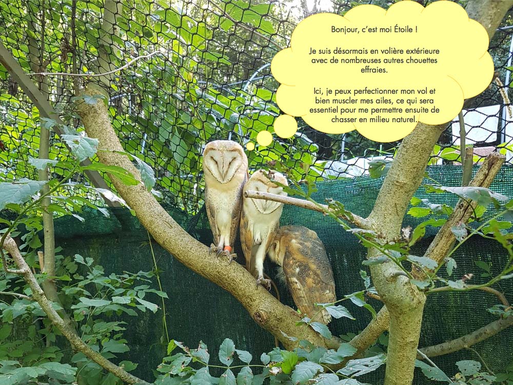 La chouette Etoile est en volière extérieure avec d'autre chouettes