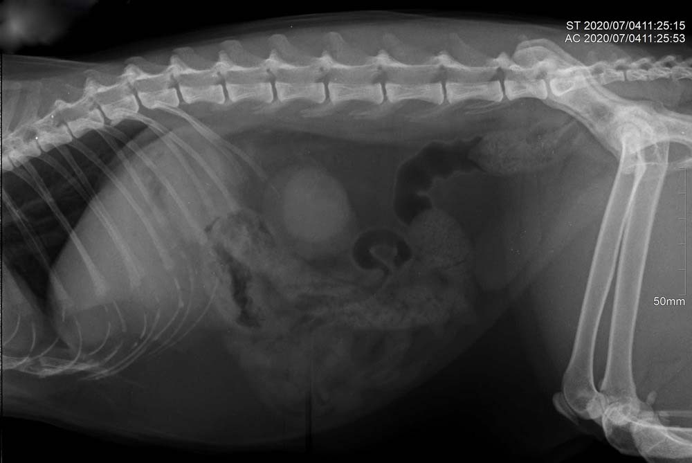 Radiographie de chat abdomen