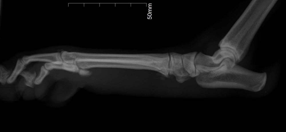 Radiographie de patte de chien