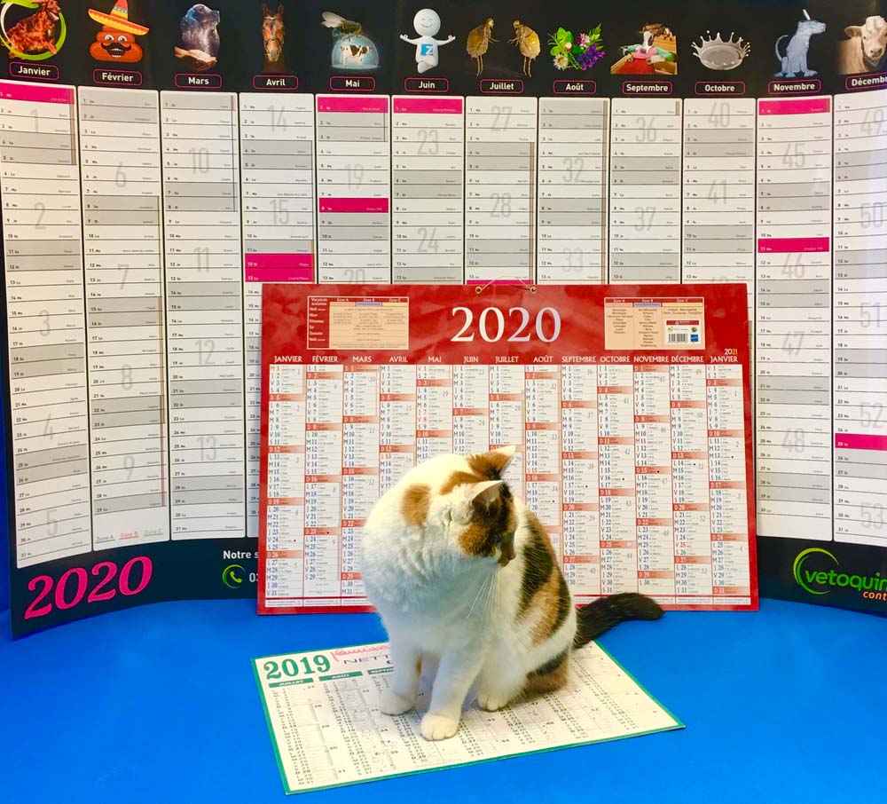 Mascotte est assis sur un calendrier dans une clinique vétérinaire