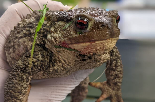 MLV-Amphibiens Amphibiens