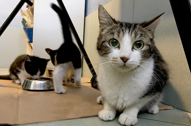 MLV-Chiens-chats-consultations Consultations générales et préventives