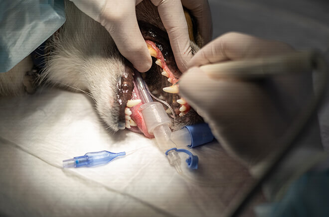 MLV-Chiens-chats-dentisterie