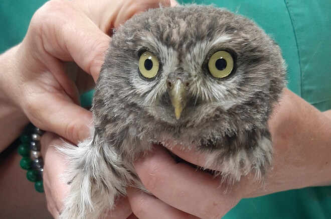 MLV-Faune-sauvage Faune sauvage