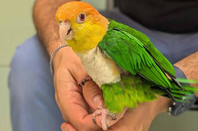 MLV-Perroquets-perruches Perroquets et perruches (psittacidés)