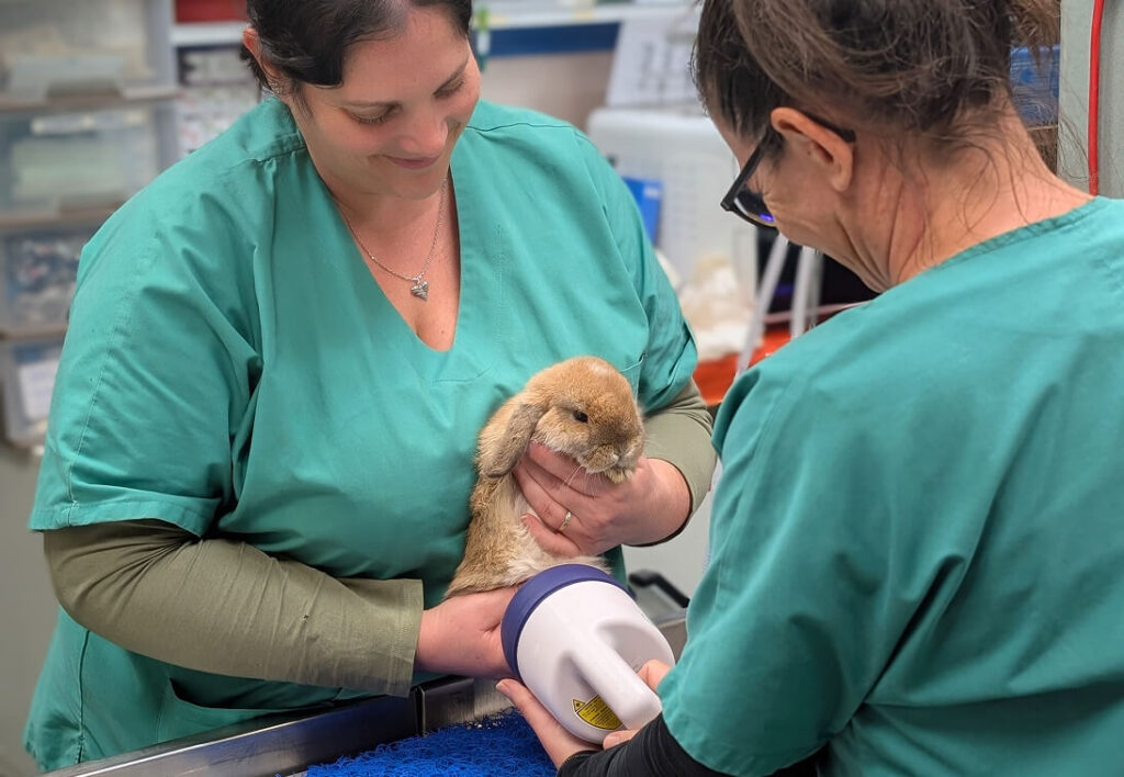 MLV-RDV-en-ligne Rendez-vous en ligne vétérinaire, My Little Véto