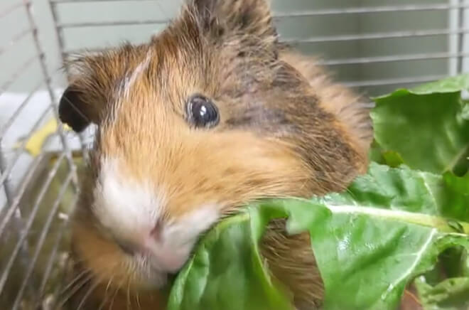 MLV-Rongeurs Rongeurs