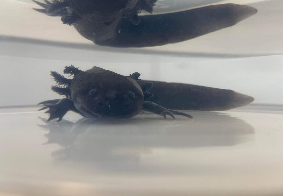 MLV-Services-Amphibiens Vétérinaire pour amphibiens au Vigen, proche de Limoges