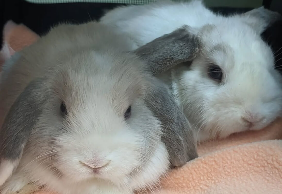 Vétérinaire pour lapins au Vigen, proche de Limoges