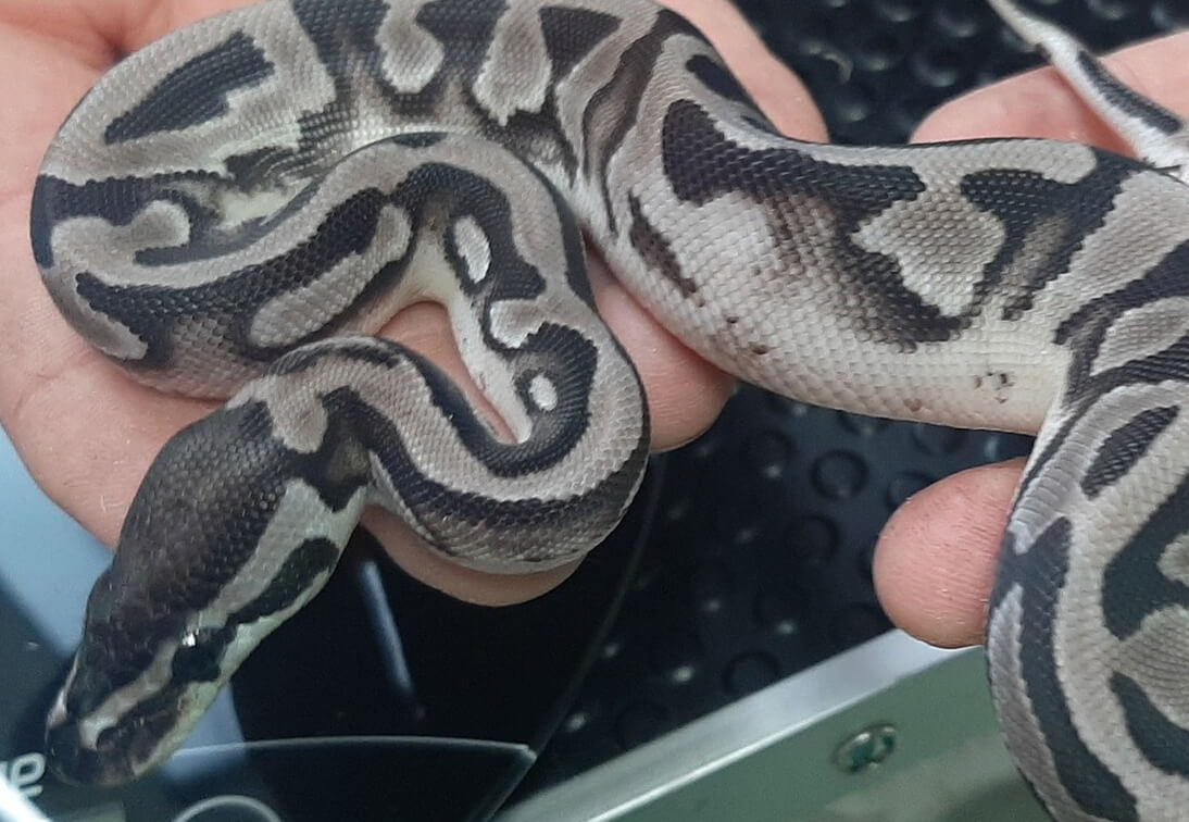 Vétérinaire pour reptiles au Vigen, proche de Limoges