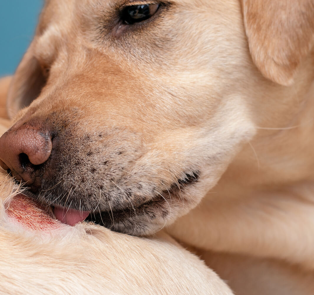 MLV-Services-referes